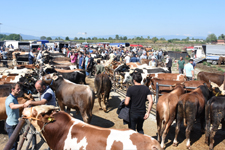 D�zce'de Tam 76 Bin 980 Adet var 