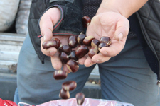 T�rkiye�nin kestane pazar� D�zce�de kuruluyor