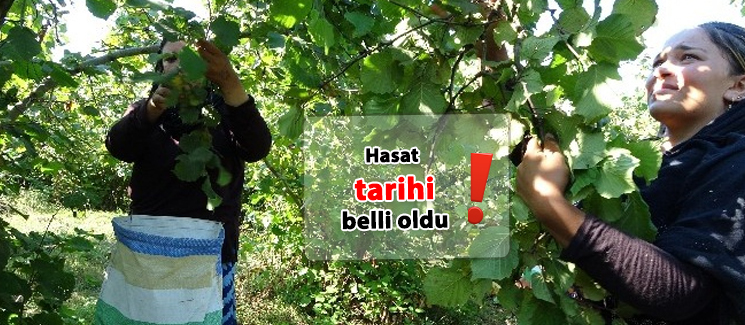 Hasat Tarihi Belli Oldu 