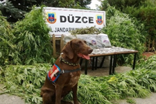 D�zce Jandarmas�ndan Uyu�turucuya Ge�it Yok