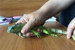 Minik misafir araca s�k���nca 