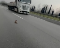 TEM de �ahin Kurtarma Operasyonu